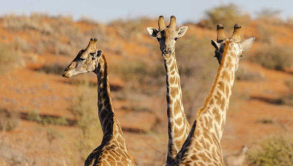 Okaukuejo Waterhole offers game viewing from the comfort of the camp