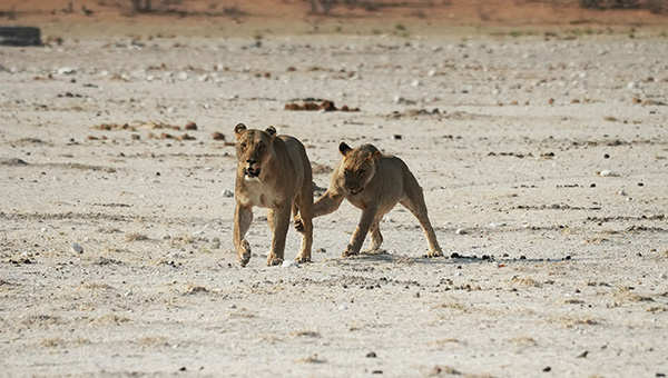 Etosha National Park Lions