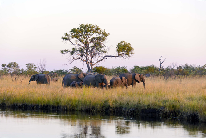 Game viewing from the deck at Namushasha River Villa Caprivi Namibia