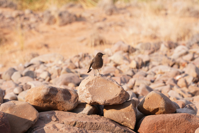 Things to do at Palmwag Lodge Damaraland Namibia