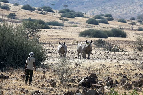 Things to do at Palmwag Lodge Damaraland Namibia