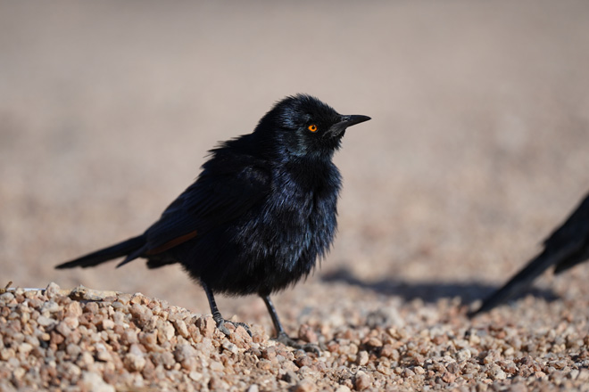 Photograph at Damaraland in Namibia