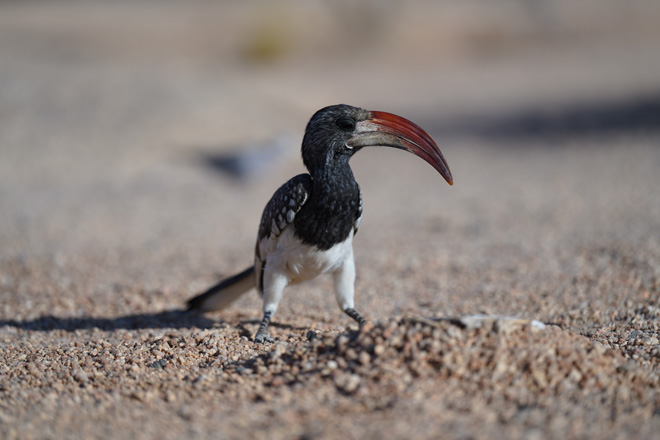 Things to do at Spitzkoppe Community Campsite Damaraland Namibia