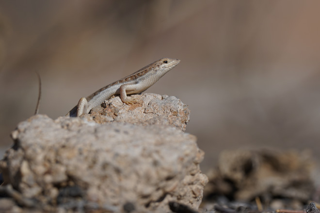 Photograph of Activities in Damaraland Namibia