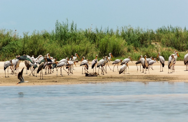 Birdwatching and photography at Zambezi Mubala Camp Caprivi Namibia